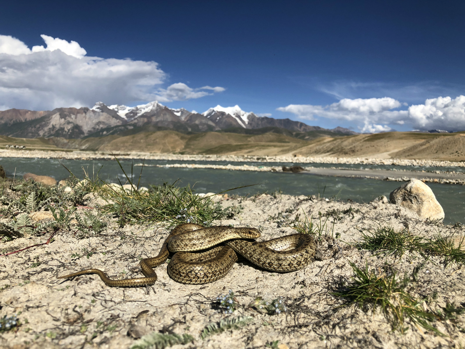 地理中国温泉蛇图片